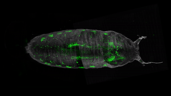«Невидимые» мухи: новый метод изучения нервной системы посредством депигментации тканей - 8