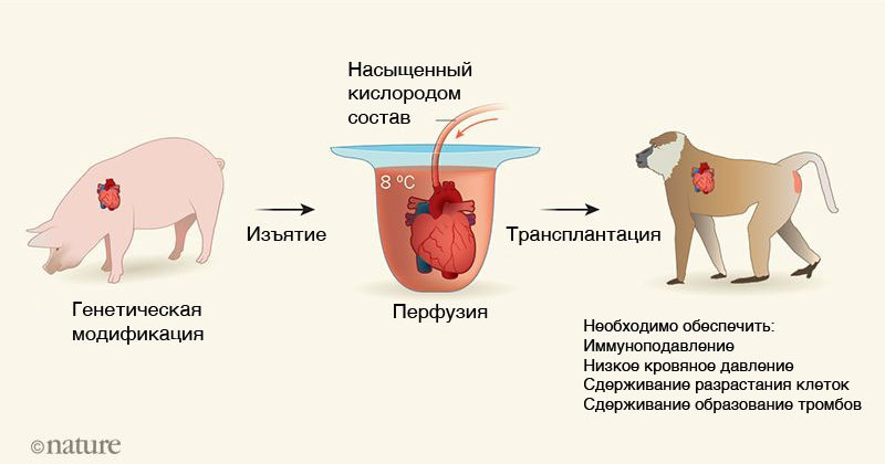Бабуин с сердцем свиньи: ученые сделали уникальную операцию Бабуин с сердцем свиньи: ученые сделали уникальную операцию