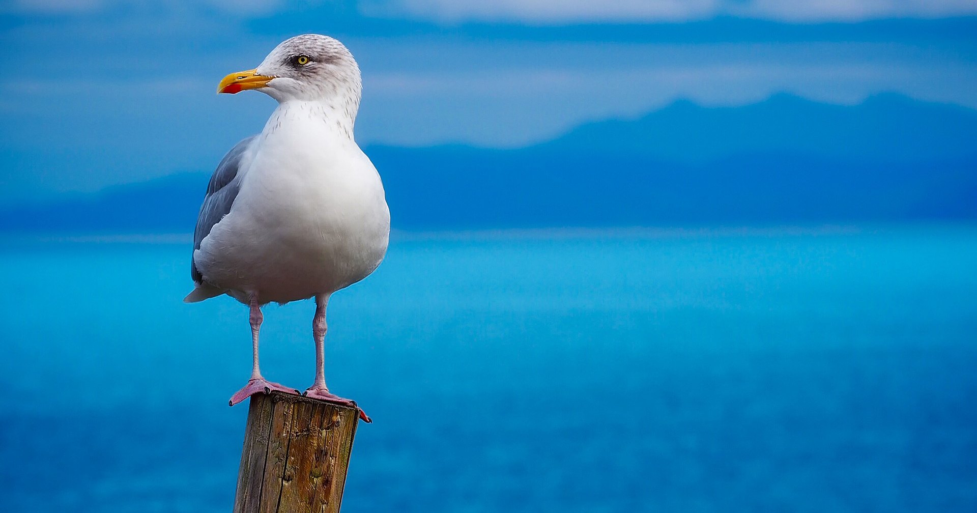 Почему морским птицам не вредит морская вода и еще 9 удивительных фактов Почему морским птицам не вредит морская вода и еще 9 удивительных фактов