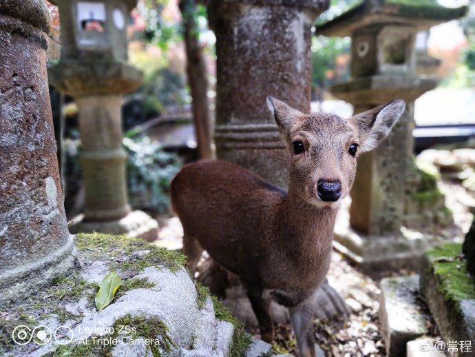 Лучше, чем в Xiaomi Mi 8 &ndash; так в Lenovo говорят об основной камере смартфона Z5s