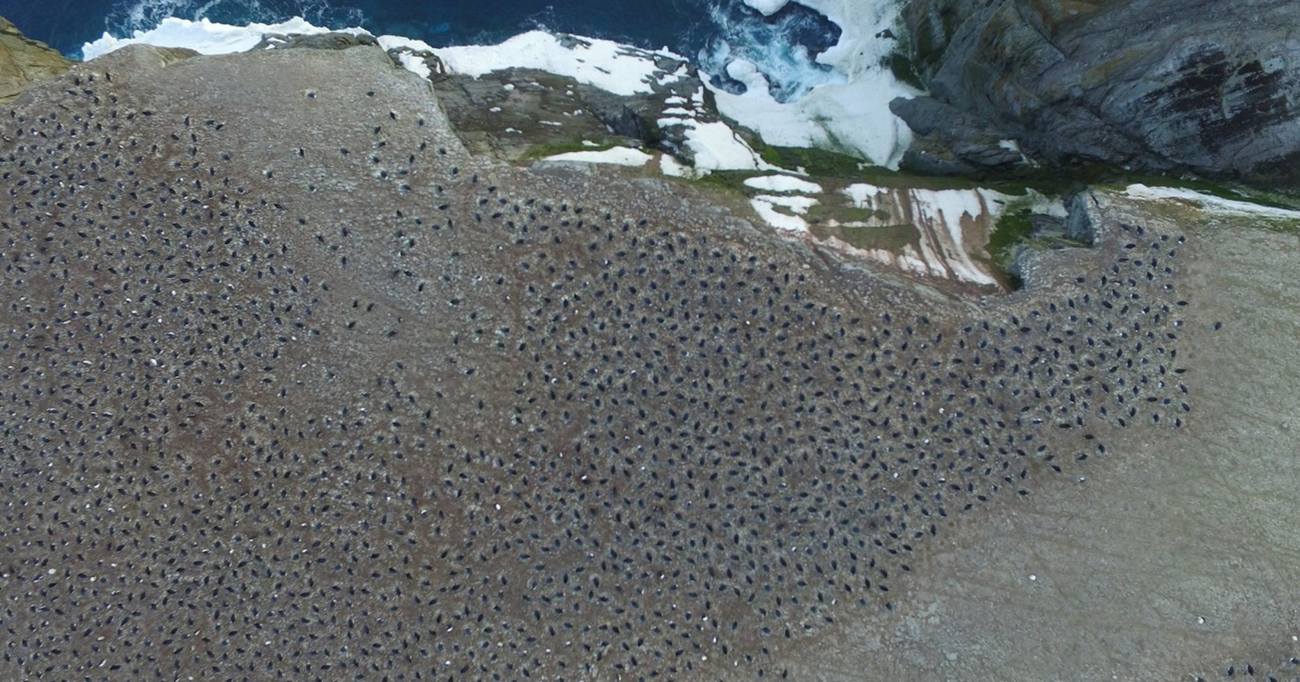 Огромная колония пингвинов оставалась незамеченной почти 3 000 лет