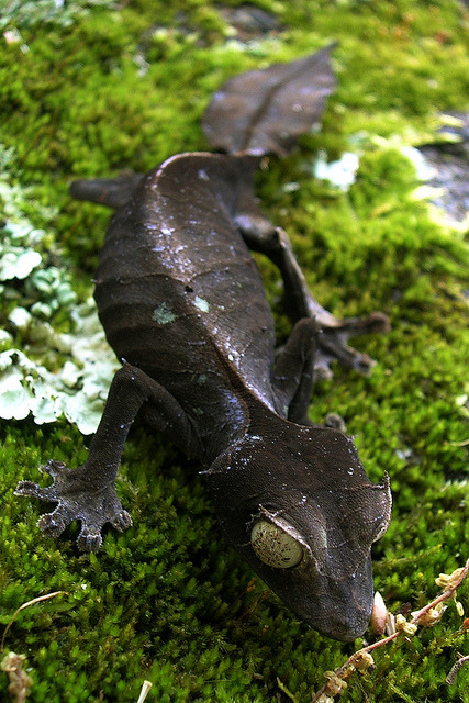 Run, Gecko, run: гибридный механизм движения по воде у гекконов - 2