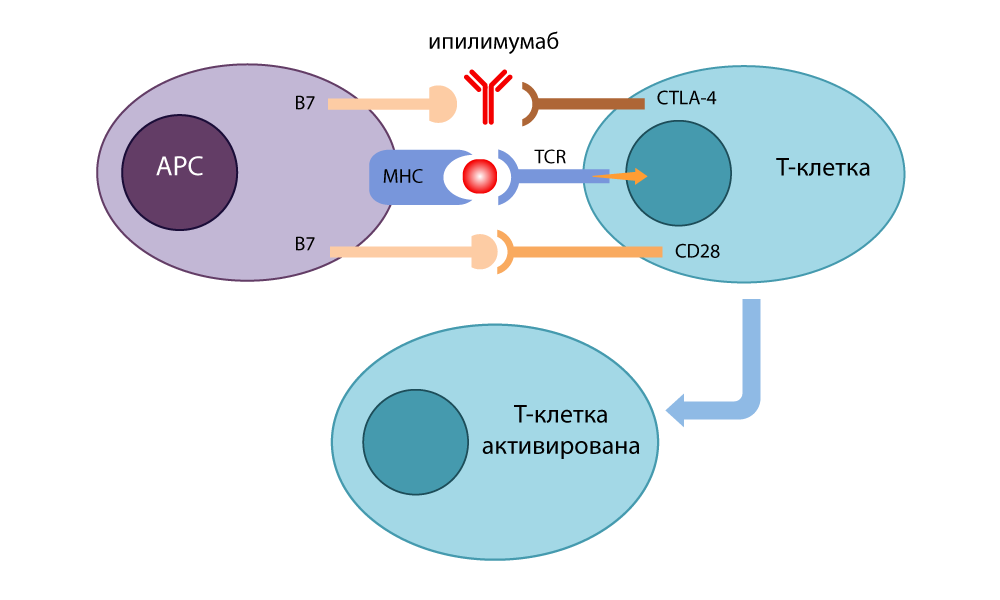 Да пребудет с нами сила: собственный иммунитет против рака - 3 Да пребудет с нами сила: собственный иммунитет против рака - 3