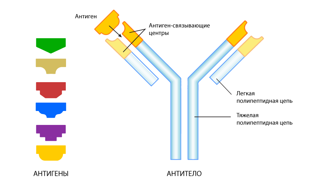 Да пребудет с нами сила: собственный иммунитет против рака - 7 Да пребудет с нами сила: собственный иммунитет против рака - 7