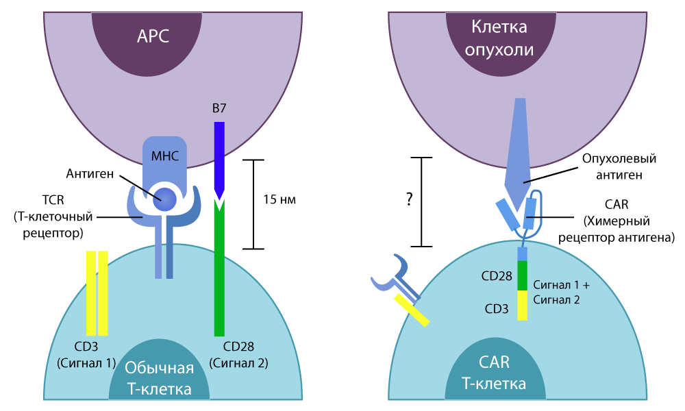 Да пребудет с нами сила: собственный иммунитет против рака - 8 Да пребудет с нами сила: собственный иммунитет против рака - 8