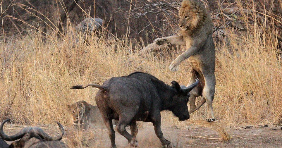 Буйволы против львов: смертельные схватки в саванне