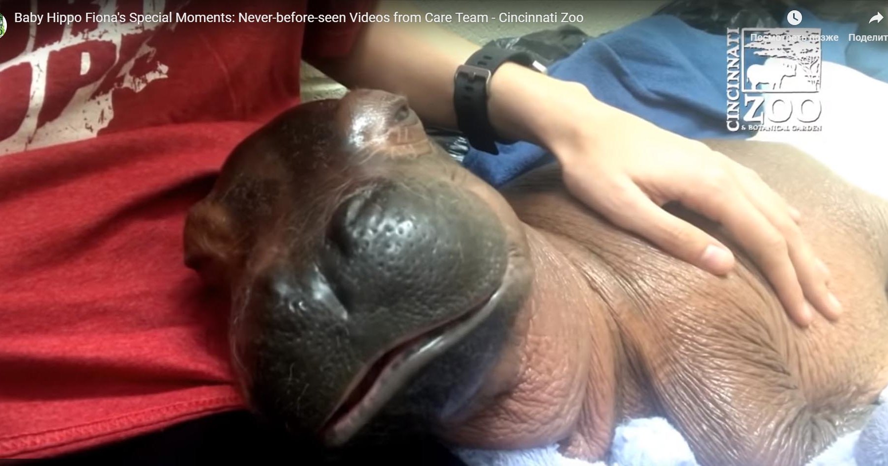 Как выглядит маленький бегемотик Как выглядит маленький бегемотик