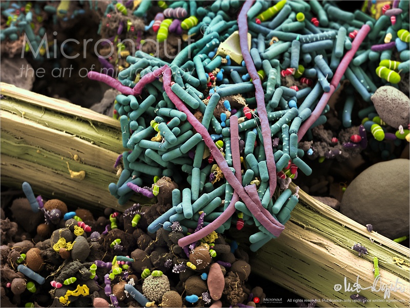 Заметки фитохимика. Зеленый банан или не забудь покормить микробиоту - 12 Заметки фитохимика. Зеленый банан или не забудь покормить микробиоту - 12