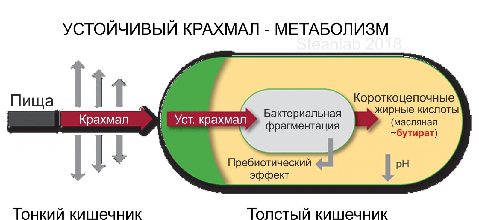 Заметки фитохимика. Зеленый банан или не забудь покормить микробиоту - 15