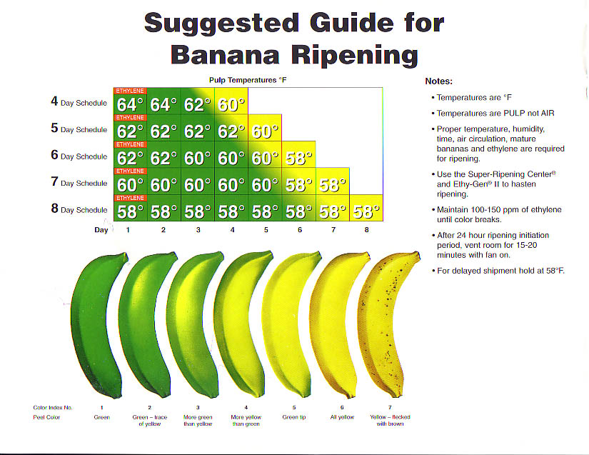 Заметки фитохимика. Зеленый банан или не забудь покормить микробиоту - 3