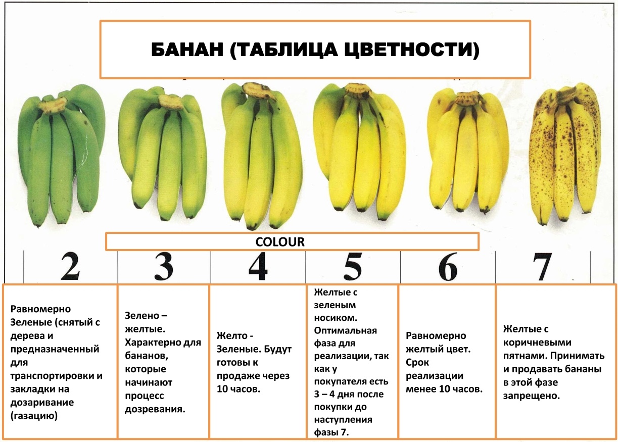 Заметки фитохимика. Зеленый банан или не забудь покормить микробиоту - 4