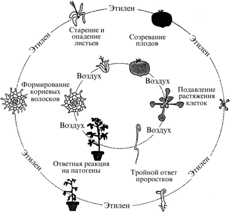 Заметки фитохимика. Зеленый банан или не забудь покормить микробиоту - 5