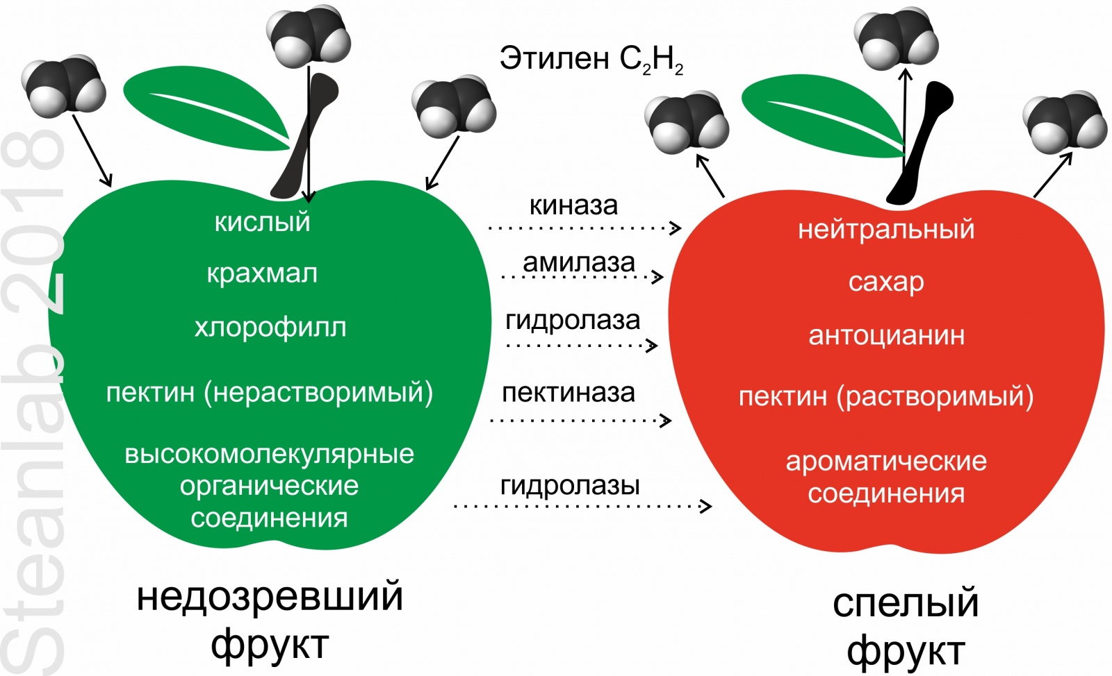 Заметки фитохимика. Зеленый банан или не забудь покормить микробиоту - 7