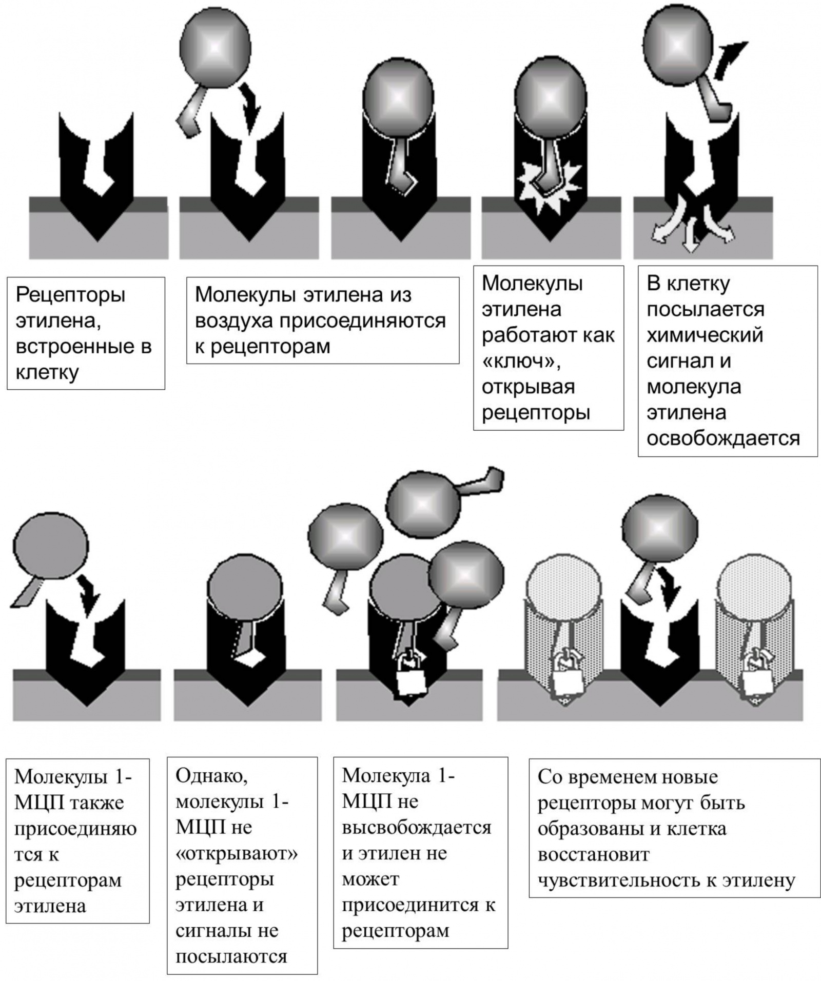 Заметки фитохимика. Зеленый банан или не забудь покормить микробиоту - 8