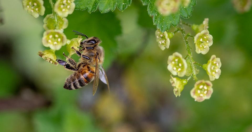 Пчелы оказались способны считать всего с четырьмя нейронами