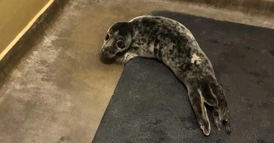 Англичанка нашла в своем саду трехнедельного тюлененка