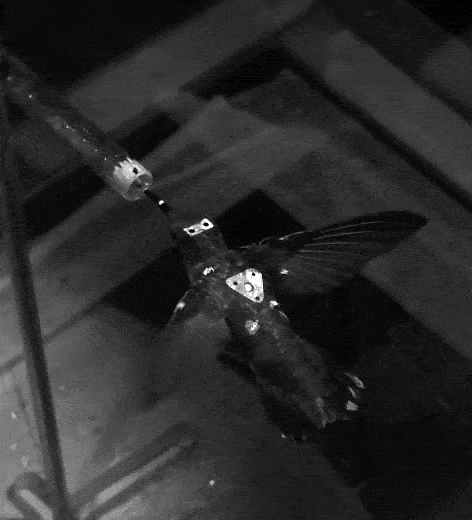 Быстрее, громче, ярче: физика брачных «танцев» колибри - 4 Быстрее, громче, ярче: физика брачных «танцев» колибри - 4