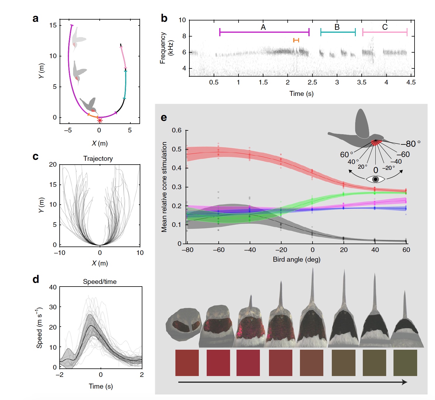 Быстрее, громче, ярче: физика брачных «танцев» колибри - 7 Быстрее, громче, ярче: физика брачных «танцев» колибри - 7