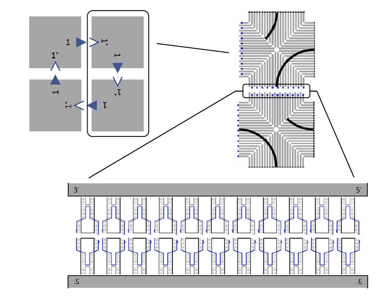Крестики-нолики: демонстрация управляемого процесса реконфигурации ДНК структур - 2 Крестики-нолики: демонстрация управляемого процесса реконфигурации ДНК структур - 2