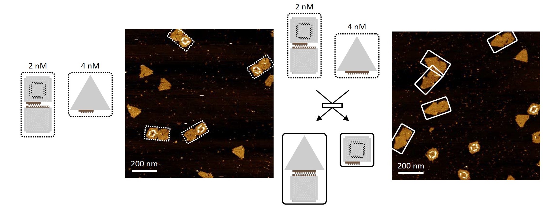 Крестики-нолики: демонстрация управляемого процесса реконфигурации ДНК структур - 4 Крестики-нолики: демонстрация управляемого процесса реконфигурации ДНК структур - 4