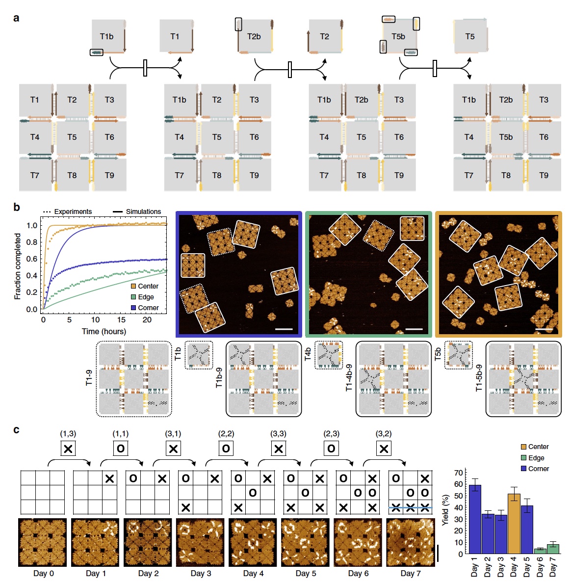 Крестики-нолики: демонстрация управляемого процесса реконфигурации ДНК структур - 8 Крестики-нолики: демонстрация управляемого процесса реконфигурации ДНК структур - 8