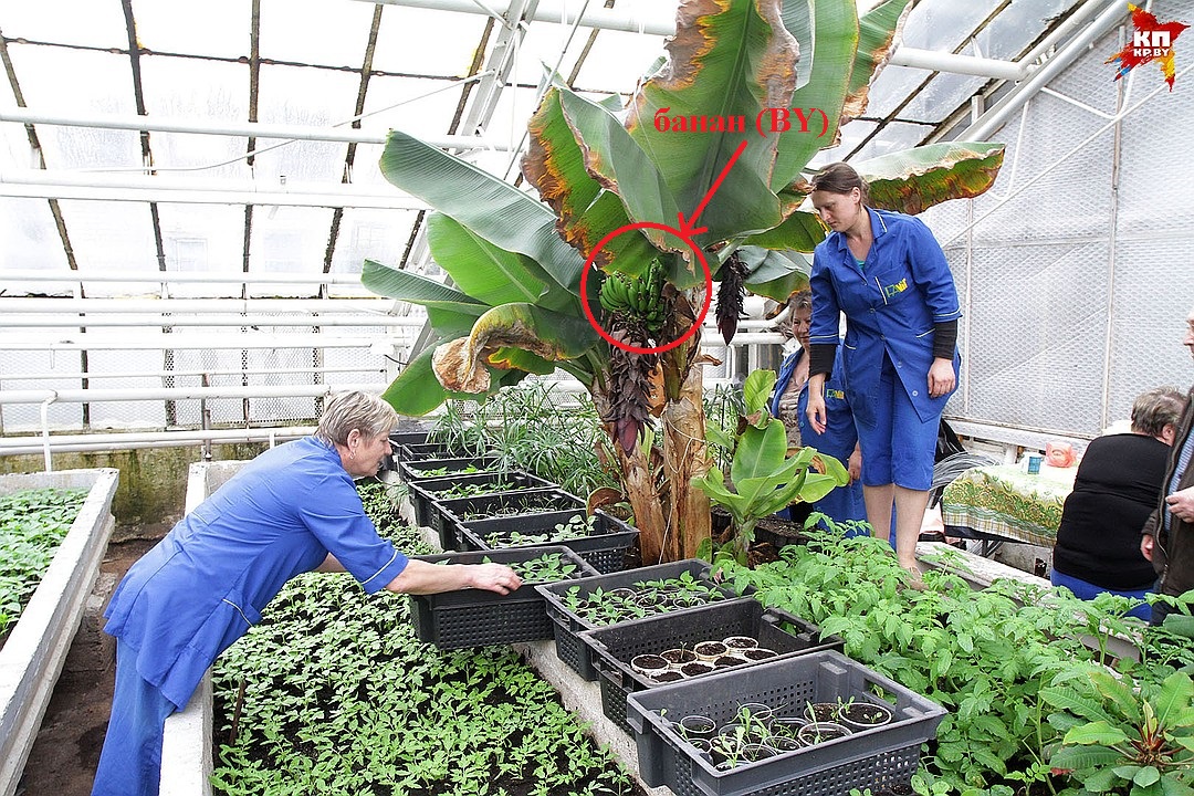 Заметки фитохимика. Банановая шкурка наносит ответный удар - 34 Заметки фитохимика. Банановая шкурка наносит ответный удар - 34