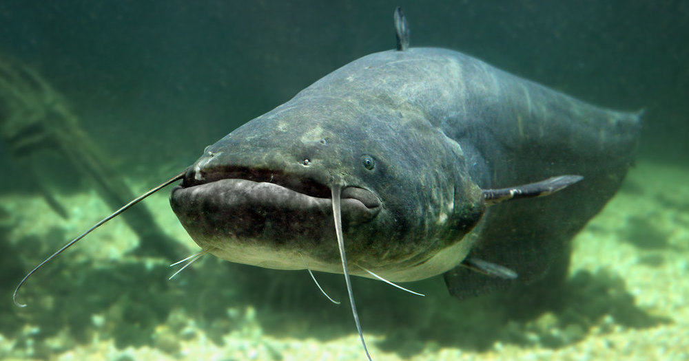 Может ли сом поймать голубя? Еще как! Может ли сом поймать голубя? Еще как!