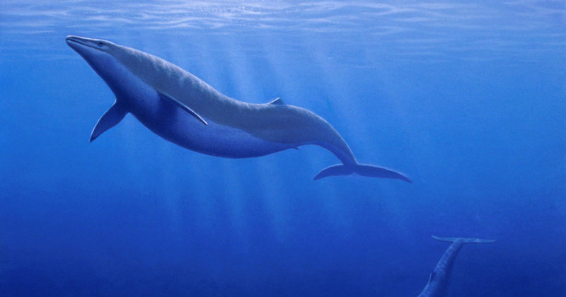 В желудке древнего кита нашлись киты поменьше