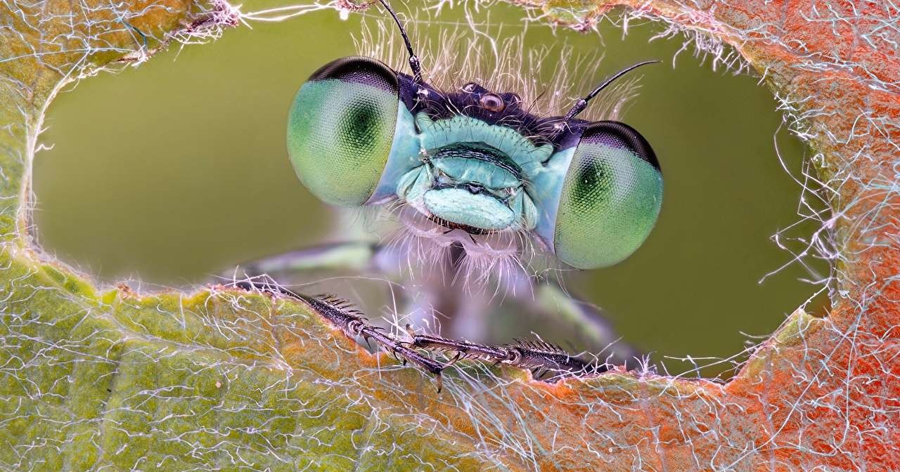 Создан искусственный глаз насекомого