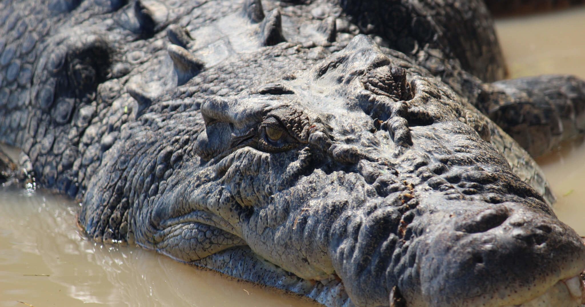 Индонезийский крокодил съел кормившего его биолога