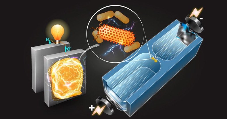 Электричество бактерий можно использовать для заряда батарей