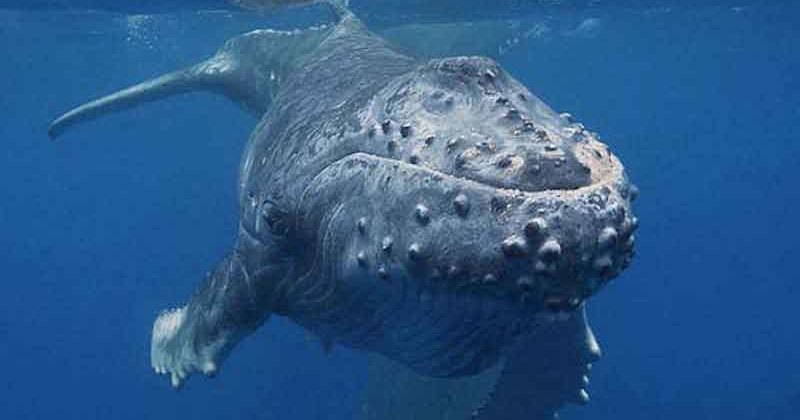 Как горбатые киты заступились за беспризорного китенка другого вида