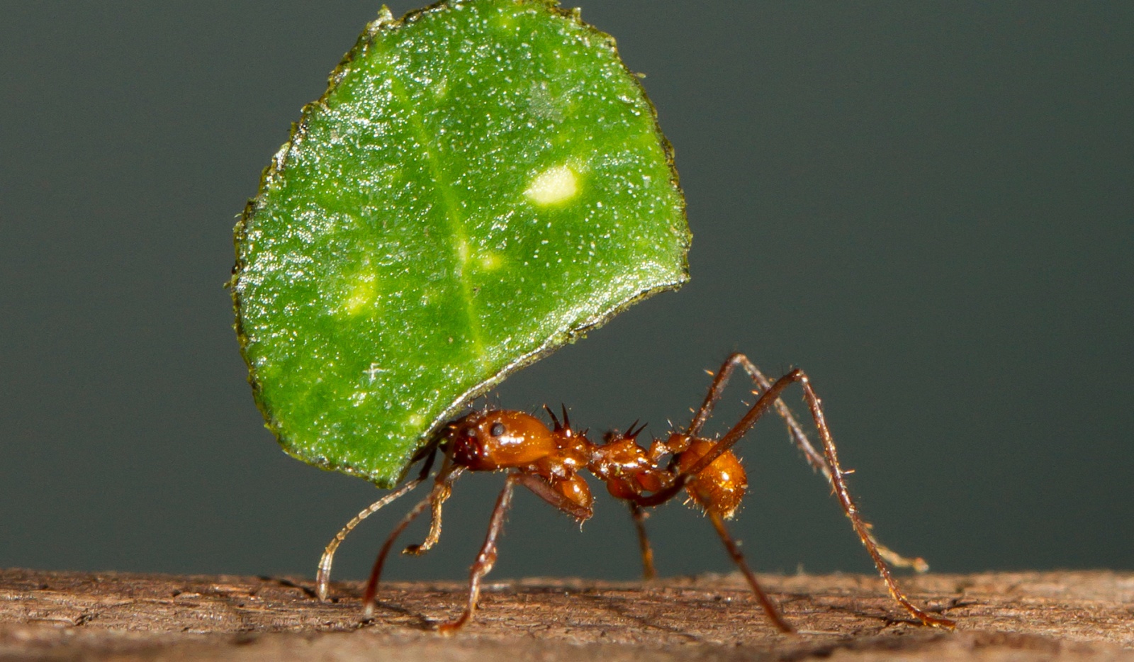 Маленькие создания, большие деяния: роль листорезов в парниковом эффекте неотропики - 2 Маленькие создания, большие деяния: роль листорезов в парниковом эффекте неотропики - 2