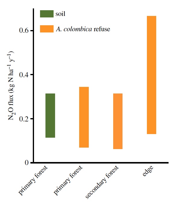 Маленькие создания, большие деяния: роль листорезов в парниковом эффекте неотропики - 8 Маленькие создания, большие деяния: роль листорезов в парниковом эффекте неотропики - 8