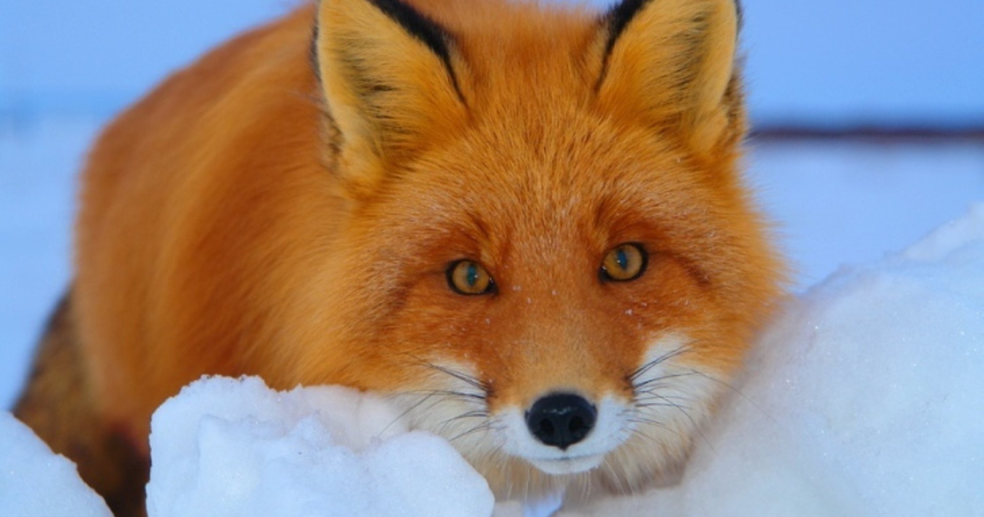 Как экскаваторщик дикую лису накормил