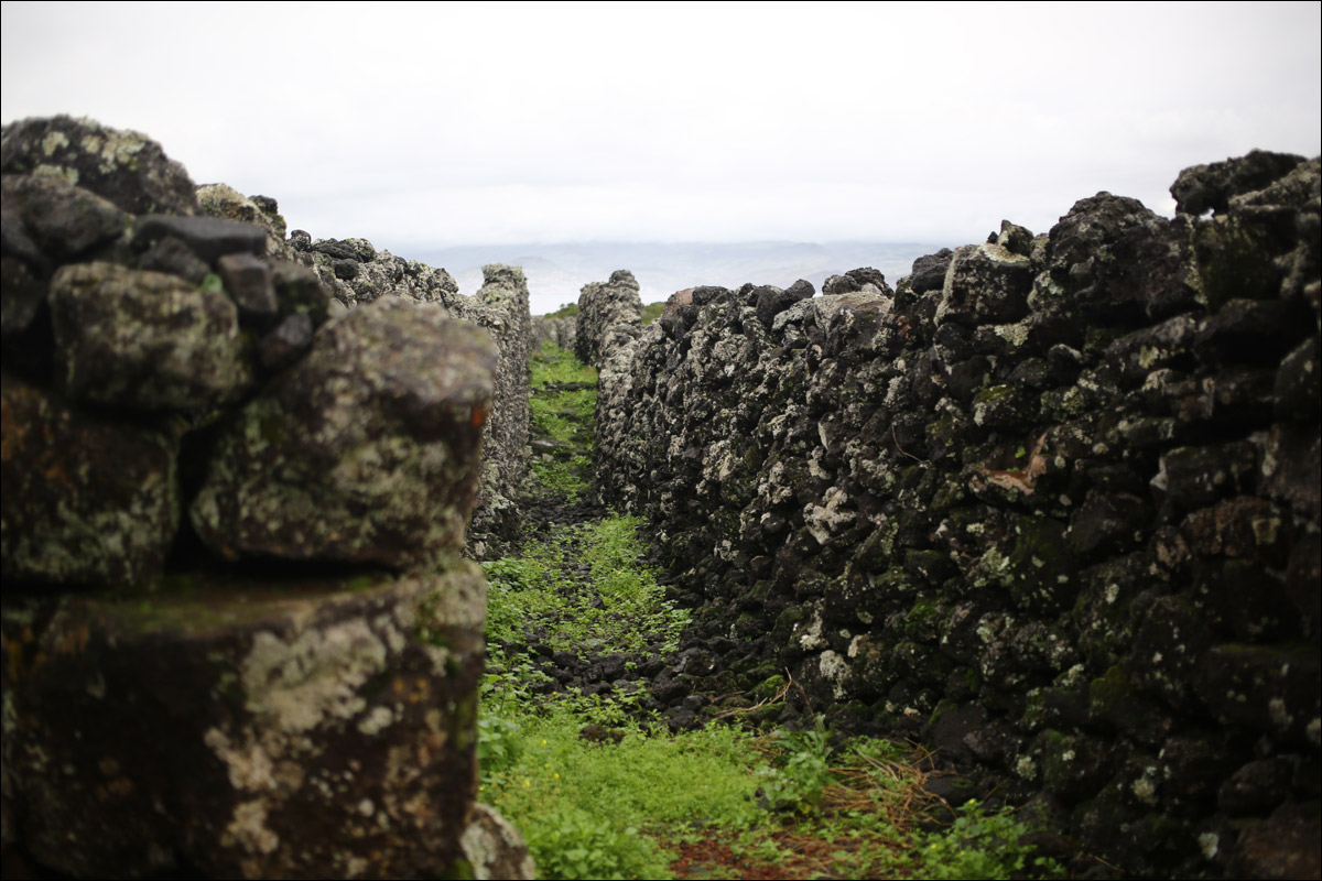 Остров Пику: как из базальтового ада сделали уютный Туссент - 24