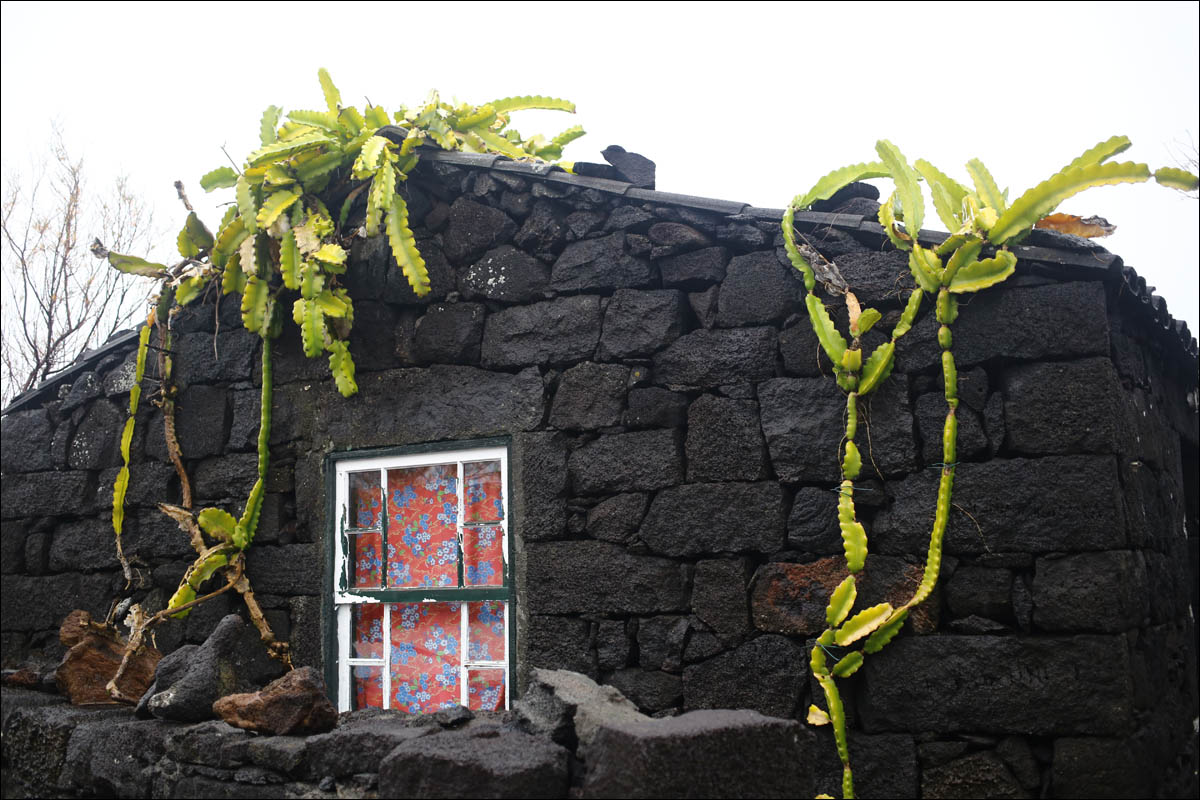 Остров Пику: как из базальтового ада сделали уютный Туссент - 8