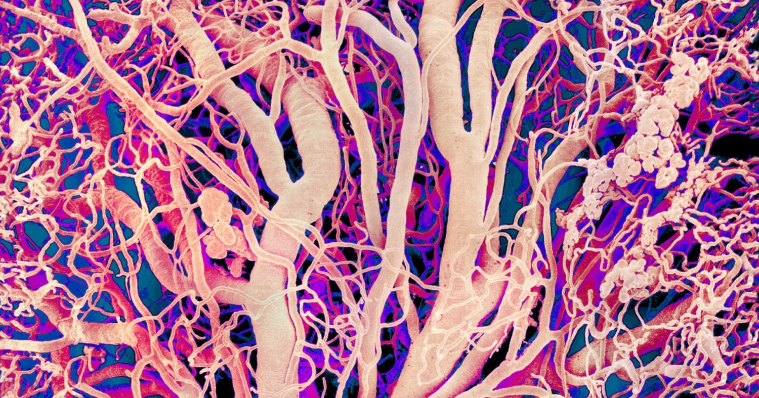 Открыт новый тип кровеносных сосудов Открыт новый тип кровеносных сосудов