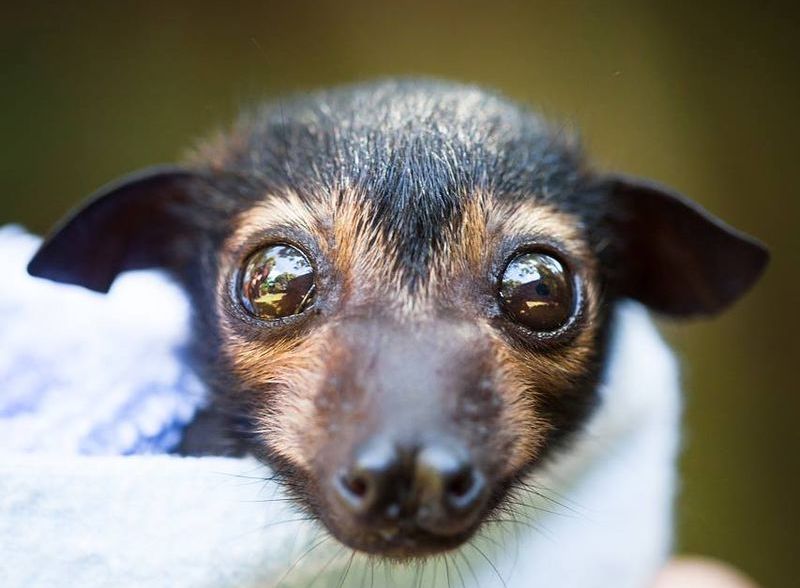 Кровавый поцелуй: вазорелаксационные свойства слюны летучих мышей-вампиров - 4