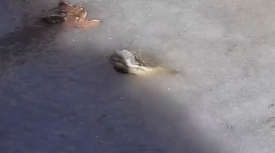 Американские аллигаторы вмерзли в лед Американские аллигаторы вмерзли в лед