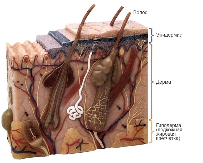 Математика кожи: выращивание эпидермиса на основе математического моделирования - 2 Математика кожи: выращивание эпидермиса на основе математического моделирования - 2