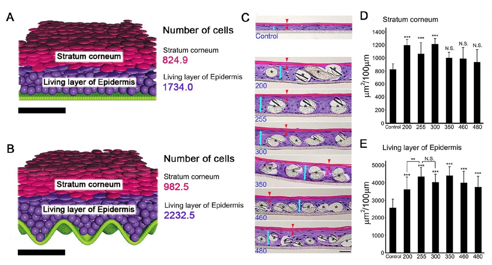 Математика кожи: выращивание эпидермиса на основе математического моделирования - 5 Математика кожи: выращивание эпидермиса на основе математического моделирования - 5