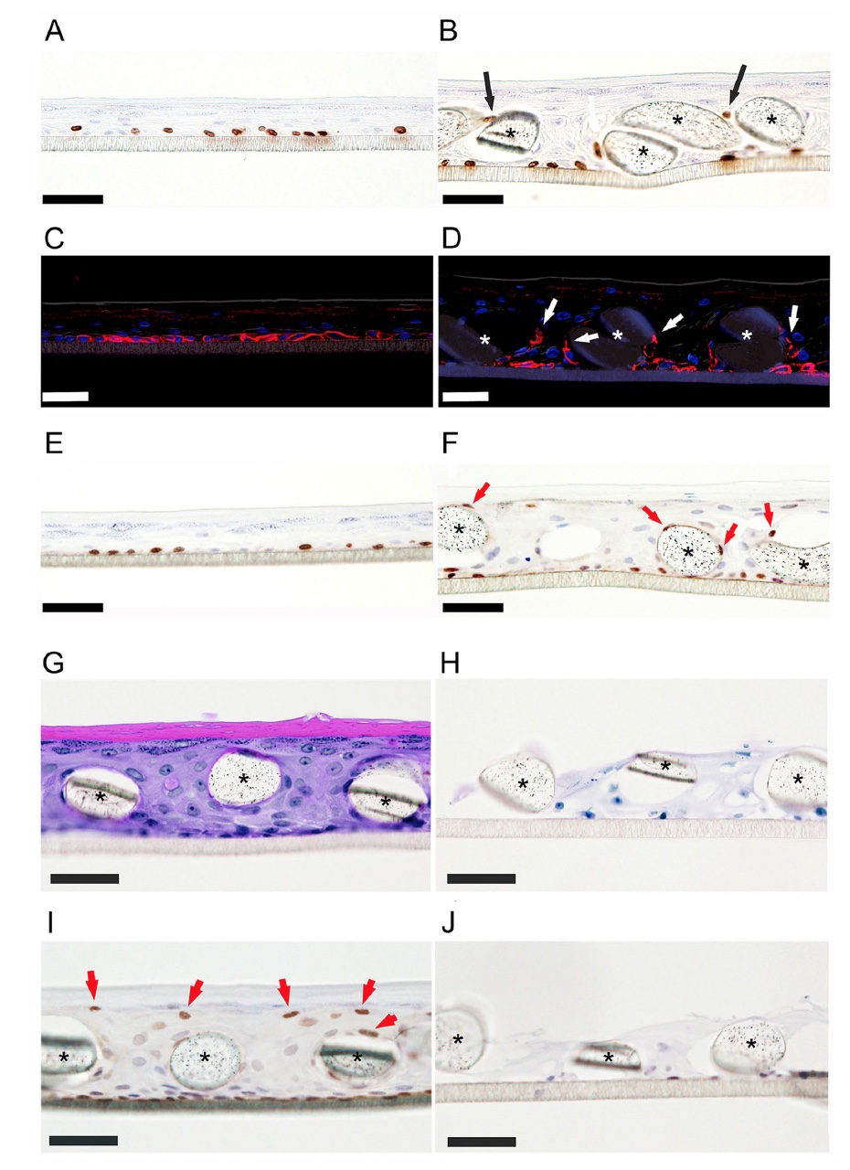 Математика кожи: выращивание эпидермиса на основе математического моделирования - 7 Математика кожи: выращивание эпидермиса на основе математического моделирования - 7
