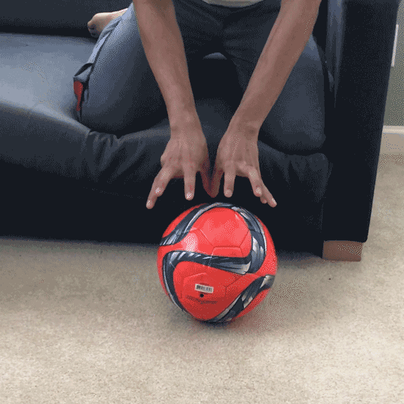 Анатомия сокола - 5 Анатомия сокола - 5