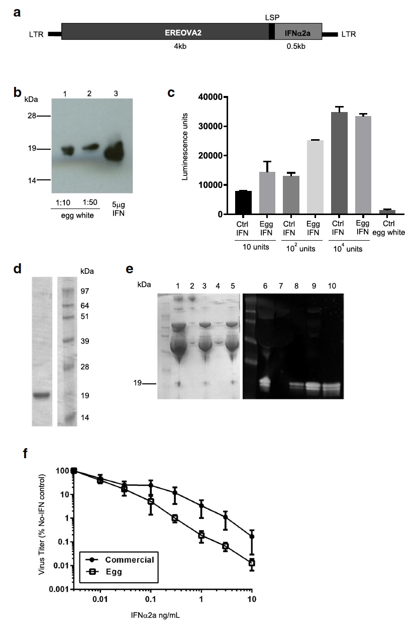 Генетика и куры: белок CSF1-Fc человека в яичном белке - 2 Генетика и куры: белок CSF1-Fc человека в яичном белке - 2