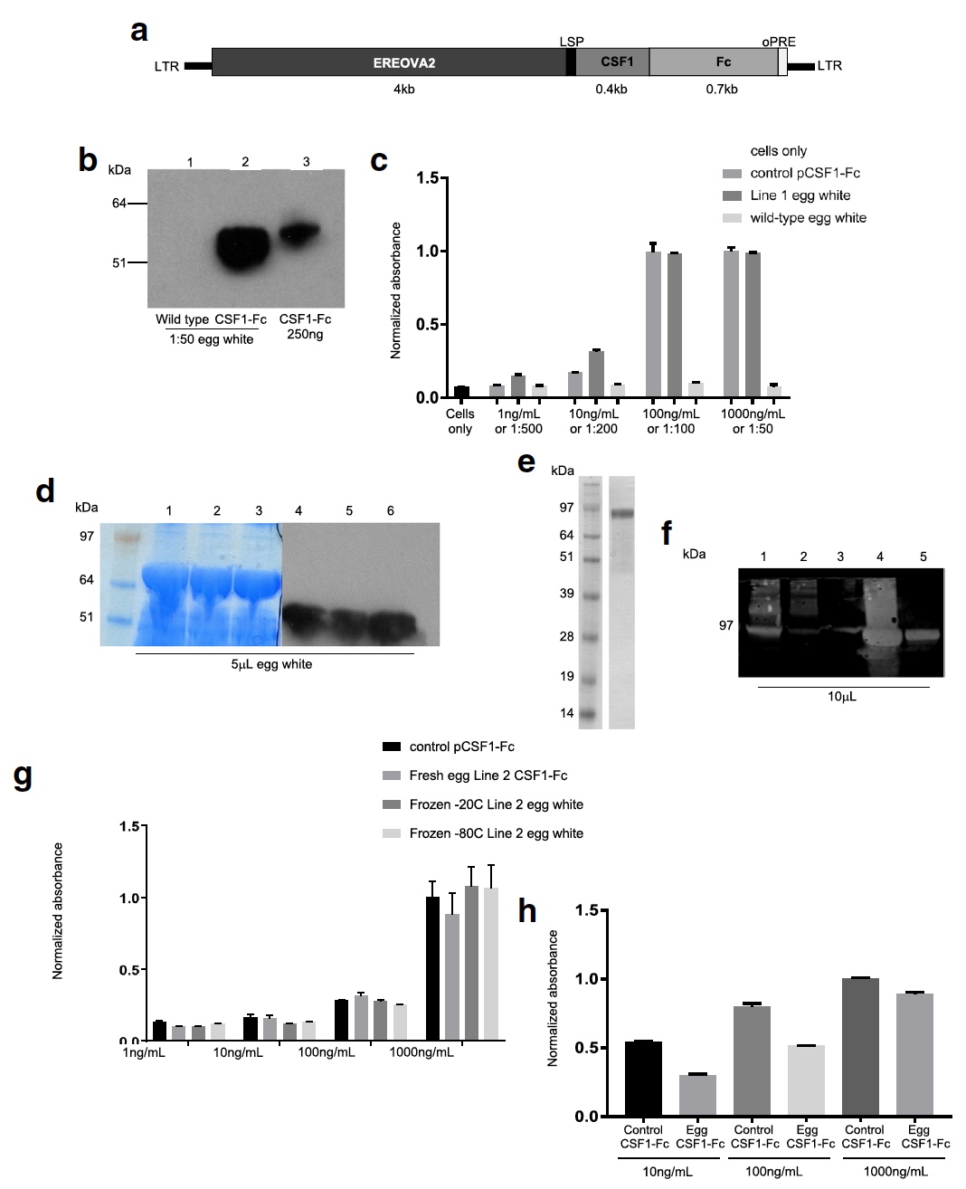 Генетика и куры: белок CSF1-Fc человека в яичном белке - 3 Генетика и куры: белок CSF1-Fc человека в яичном белке - 3