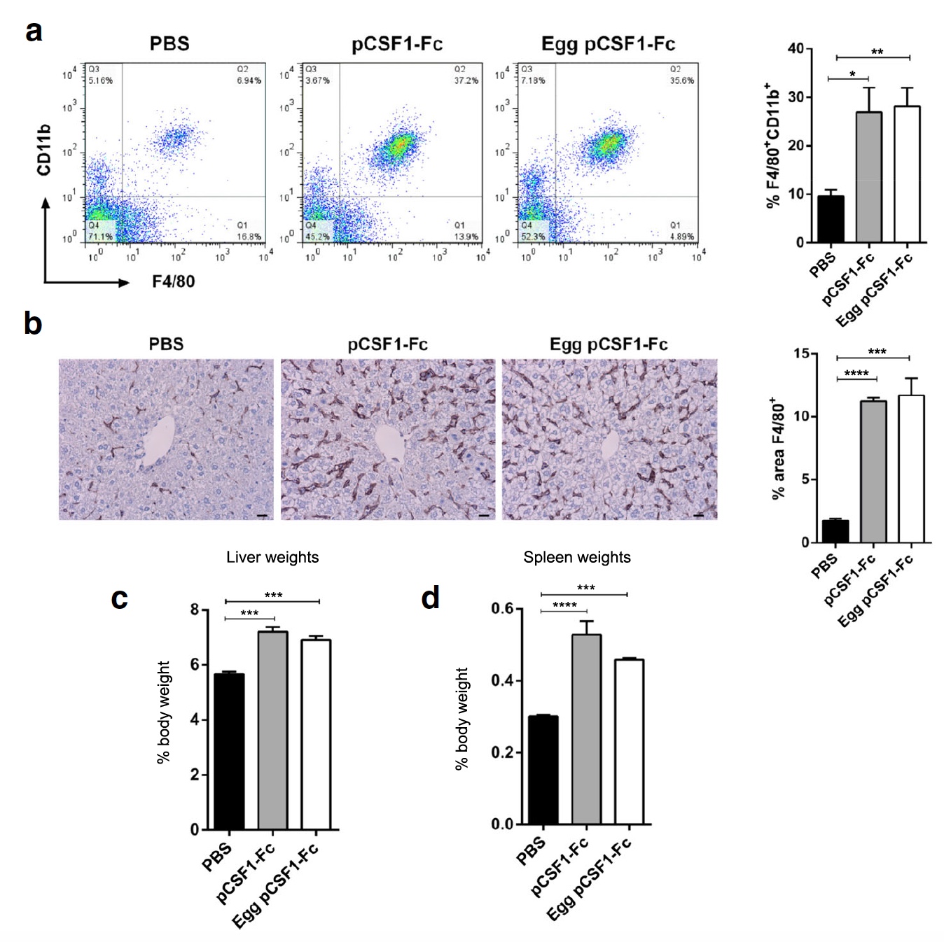 Генетика и куры: белок CSF1-Fc человека в яичном белке - 4 Генетика и куры: белок CSF1-Fc человека в яичном белке - 4