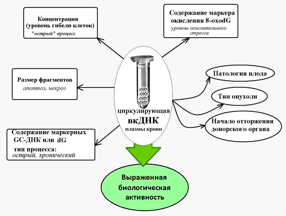 Внеклеточная ДНК, как биомаркер старения и различных патологий - 2