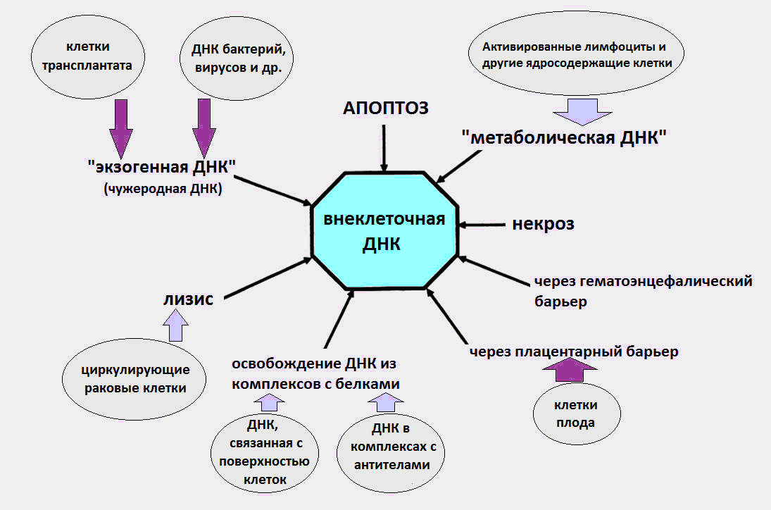 Внеклеточная ДНК, как биомаркер старения и различных патологий - 1