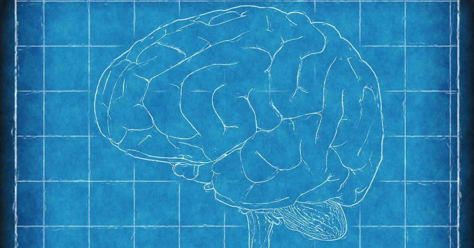 Женский мозг оказался на 3 года моложе мужского Женский мозг оказался на 3 года моложе мужского